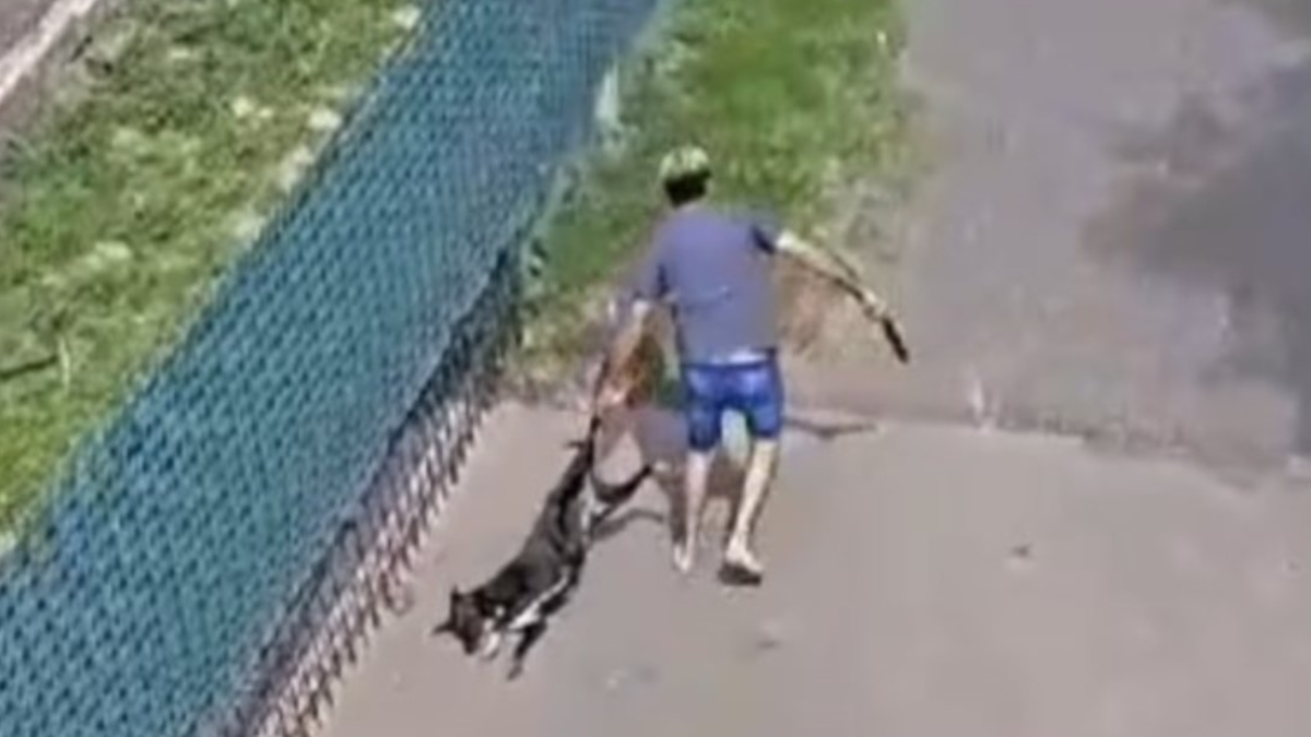 El video que comprueba el acto de maltrato animal.