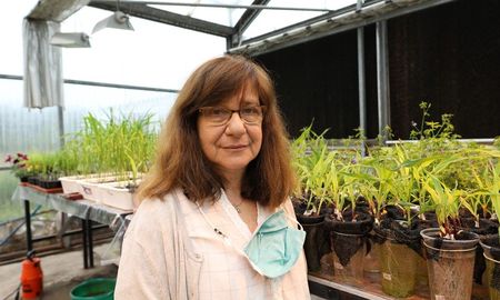 La investigadora Raquel Chan ganó un reconocido premio por el desarrollo del trigo tolerante a la sequía. La investigadora Raquel Chan ganó un reconocido premio por el desarrollo del trigo tolerante a la sequía.