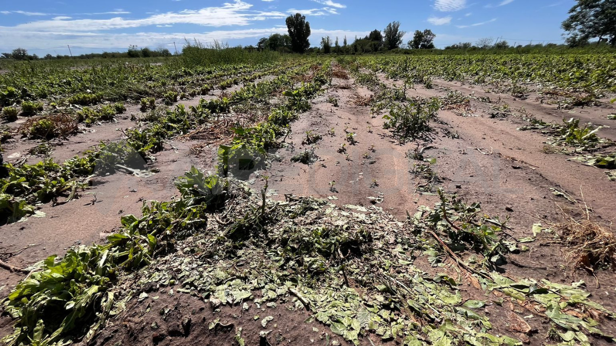 Los terrenos que hasta hace un semana estaban repletos de hojas verdes, ahora lucen repletos de barro y las raíces están arruinadas. Los terrenos que hasta hace un semana estaban repletos de hojas verdes, ahora lucen repletos de barro y las raíces están arruinadas. 