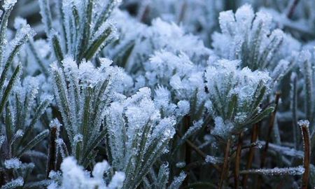 Las heladas y el frío intenso pueden dañar plantas, flores y césped si no reciben los cuidados adecuados durante el invierno. Las heladas y el frío intenso pueden dañar plantas, flores y césped si no reciben los cuidados adecuados durante el invierno.