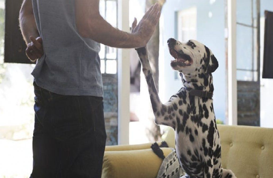 Horóscopo:  signos que aman más a los animales que a las personas