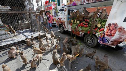 Video: así invadieron los monos hambrientos en busca de comida las calles de Tailandia 