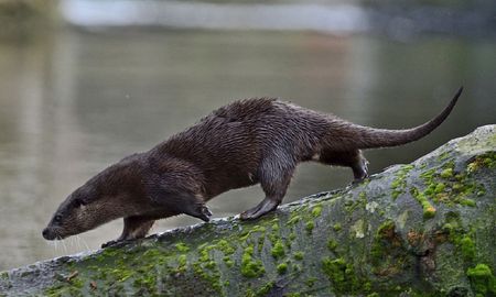 video: la lucha cuerpo a cuerpo de dos clanes de nutria que se volvio viral video: la lucha cuerpo a cuerpo de dos clanes de nutria que se volvio viral