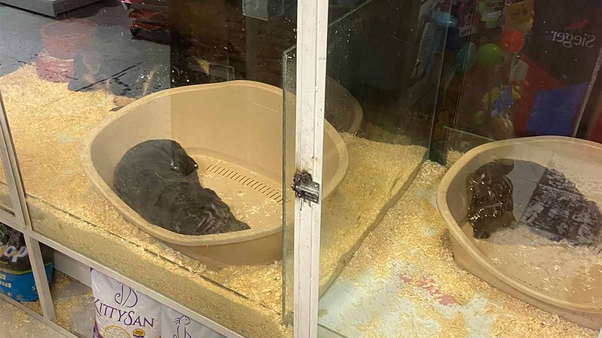 Cachorros expuestos para la venta en una reconocida tienda de mascotas de la ciudad de Santa Fe en octubre del 2020.&nbsp;