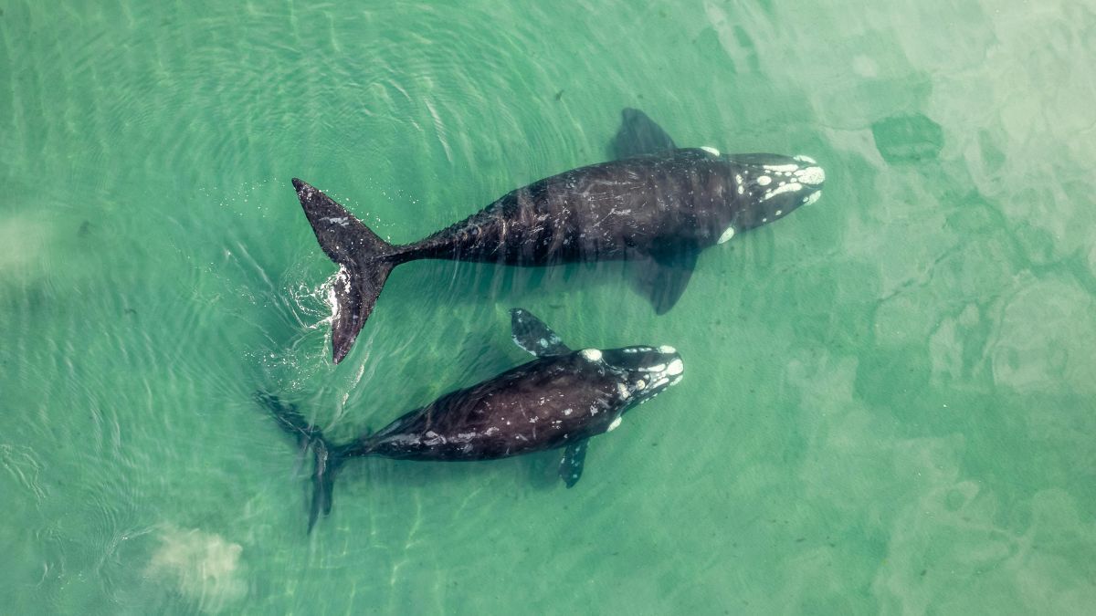 La identidad de la ciudad sigue ligada a la pesca artesanal, una tradición que dicta el ritmo pausado y auténtico de la vida diaria incluso en plena temporada alta. La identidad de la ciudad sigue ligada a la pesca artesanal, una tradición que dicta el ritmo pausado y auténtico de la vida diaria incluso en plena temporada alta.