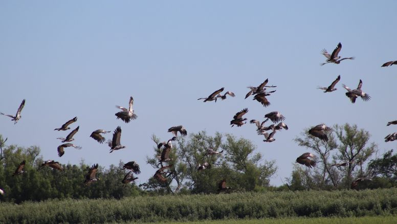 Global Big Day en el Parque Nacional Islas de Santa Fe: una oportunidad única y especial para ver aves