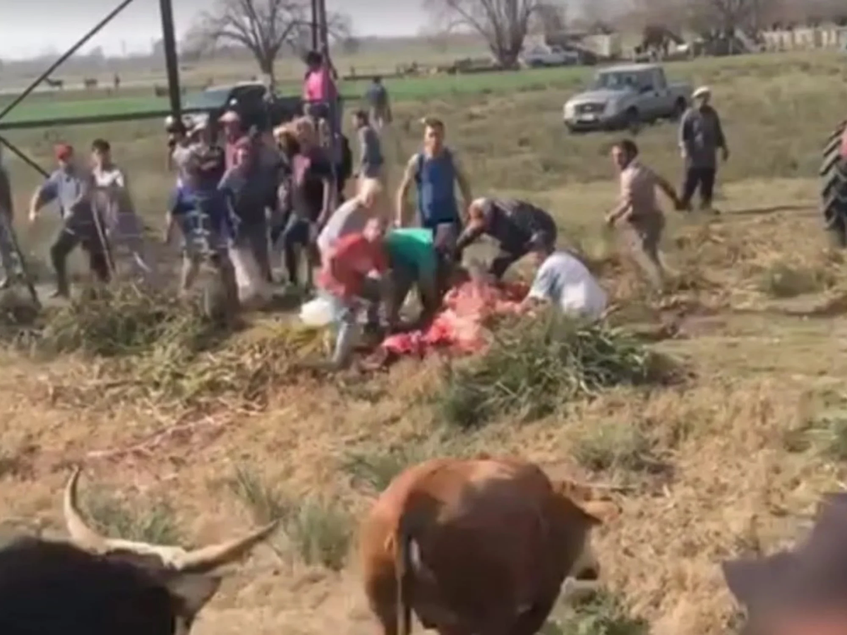 En las imágenes no solo se ve a varios sujetos intentando faenar a las vacas, sino también como algunas de ellas querían escapar frente a toda la gente que había. En las imágenes no solo se ve a varios sujetos intentando faenar a las vacas, sino también como algunas de ellas querían escapar frente a toda la gente que había.