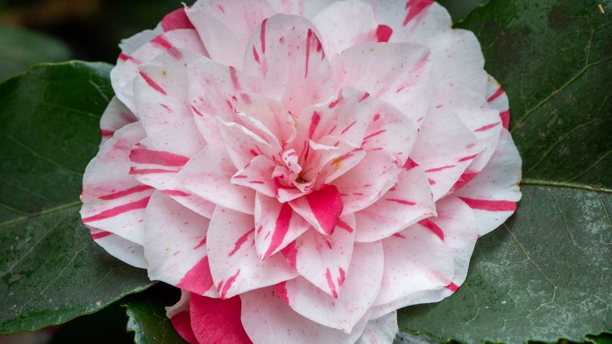 Existen variedades blancas, rosadas, rojas y bicolores que destacan por su gran valor ornamental.