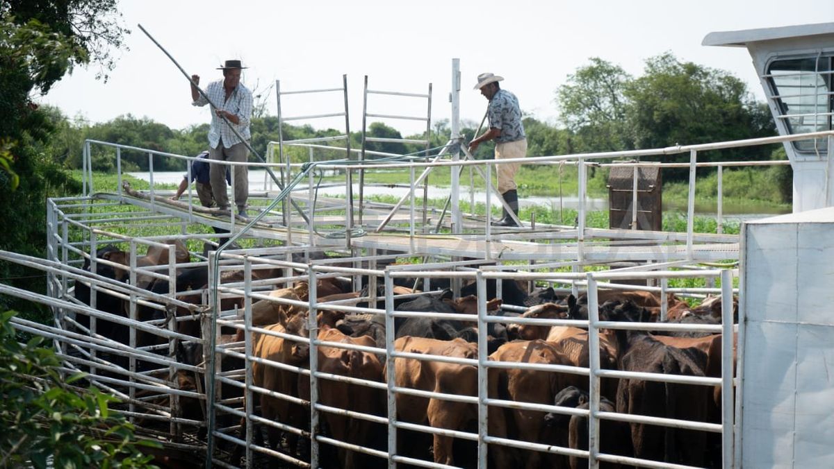 Productores trasladan sus animales de la zona de islas en una barcaza.