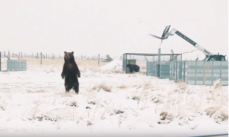 Osos liberados de un zoológico fueron levados a Estados Unidos. Osos liberados de un zoológico fueron levados a Estados Unidos.