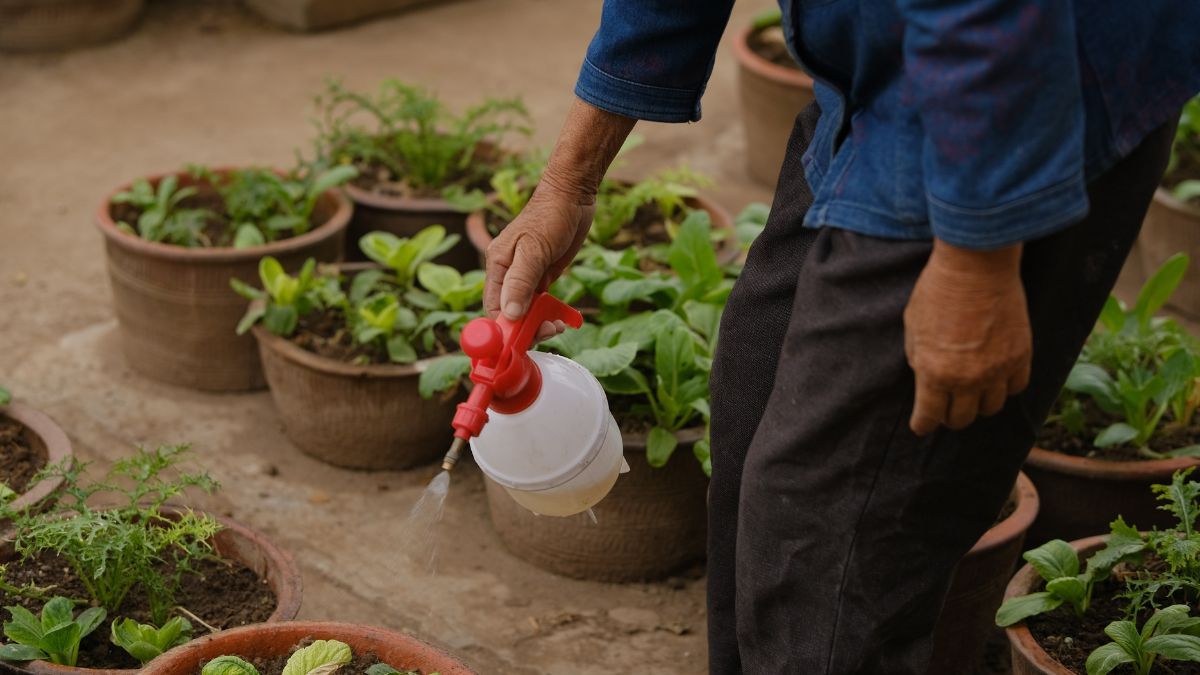 Este abono casero acelera la recuperación y mejora el crecimiento de las plantas.