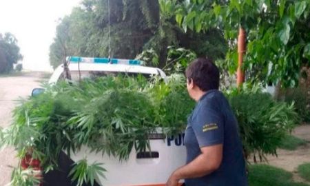 Plantación de marihuana con cerco electrificado: condenaron a prisión a una pareja Plantación de marihuana con cerco electrificado: condenaron a prisión a una pareja