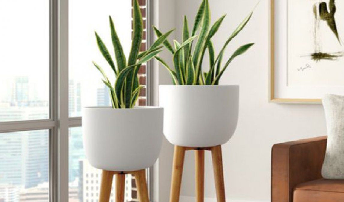 5 curiosidades que tenés que saber sobre la sansevieria