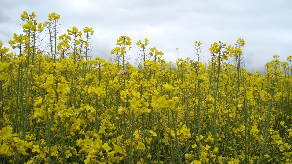 En Entre Ríos finalizó la siembra de colza y carinata en unas 7.000 hectáreas.