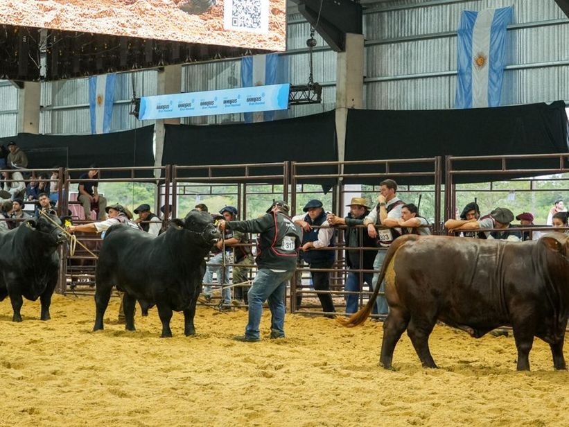 Los Guasunchos subió al podio Brangus, consolidando al noroeste santafesino como polo genético de excelencia Los Guasunchos subió al podio Brangus, consolidando al noroeste santafesino como polo genético de excelencia