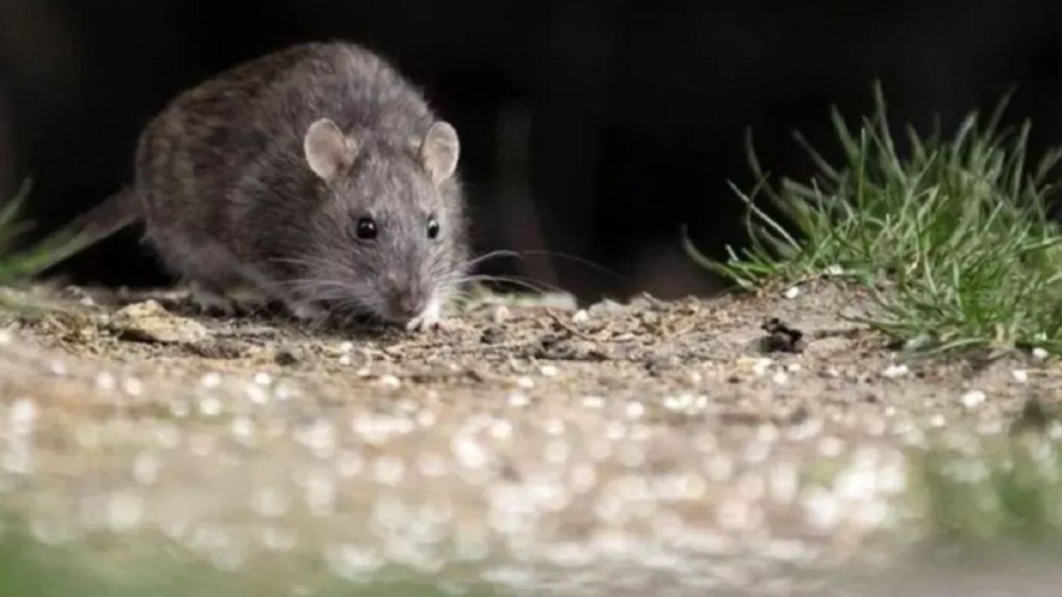 El hantavirus en Santa Fe registró durante 2025 un total de 13 casos confirmados y tres personas fallecidas.