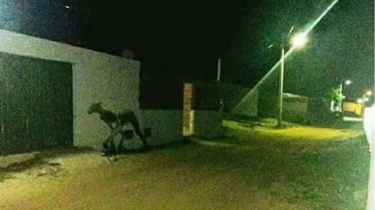 Almamula - imagen ilustrativa