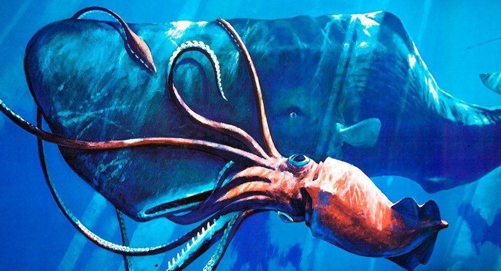 Encuentran un calamar gigante en el Golfo de México y acá está el video que lo prueba