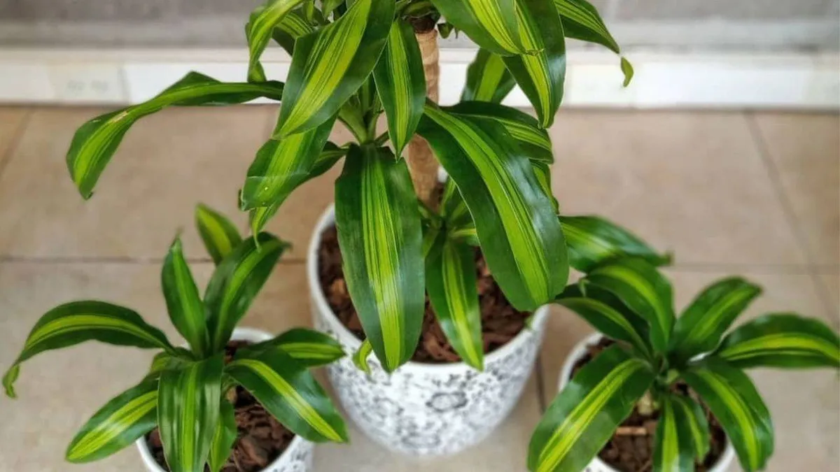 Palo de agua: la planta que le da un toque de elegancia tropical en tu hogar