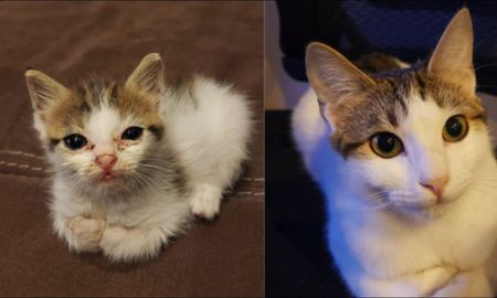 un hombre muestra el increible antes y despues de como luce su gata tras ser rescatada de la vida callejera un hombre muestra el increible antes y despues de como luce su gata tras ser rescatada de la vida callejera
