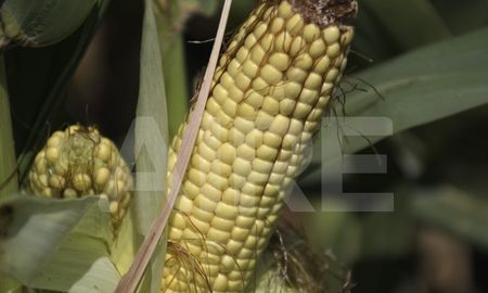 En las últimas dos campañas, la producción argentina de maíz superó las 50 millones de toneladas. En las últimas dos campañas, la producción argentina de maíz superó las 50 millones de toneladas.