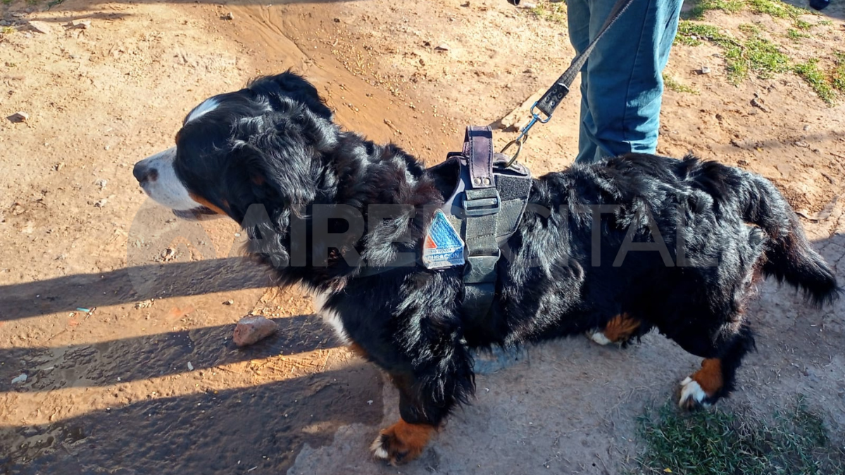 El MPA sumó un perro adiestrado especialmente para el rastreo.
