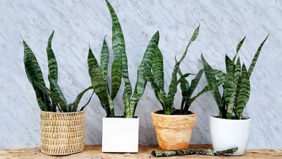 Lengua de suegra: qué significa tenerla en casa y dónde ubicarla para atraer prosperidad