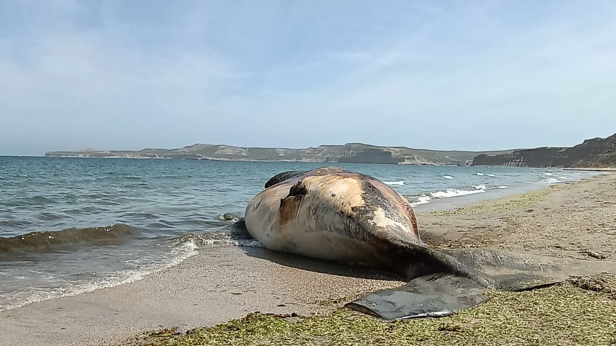 Confirman hallazgo de toxinas de marea roja en las ballenas que murieron en Península Valdés