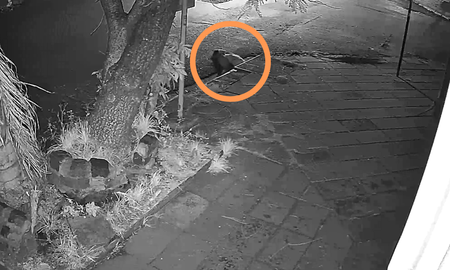 Santa Fe: una joven fue captada ingresando a una boca de tormenta. Santa Fe: una joven fue captada ingresando a una boca de tormenta.