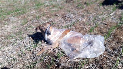 Aire de Santa Fe | maltrato animal recreo angel 1.jpg