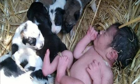 Abandonan a una bebé recién nacida en un campo y la salvan cachorros que la mantienen caliente toda la noche Abandonan a una bebé recién nacida en un campo y la salvan cachorros que la mantienen caliente toda la noche