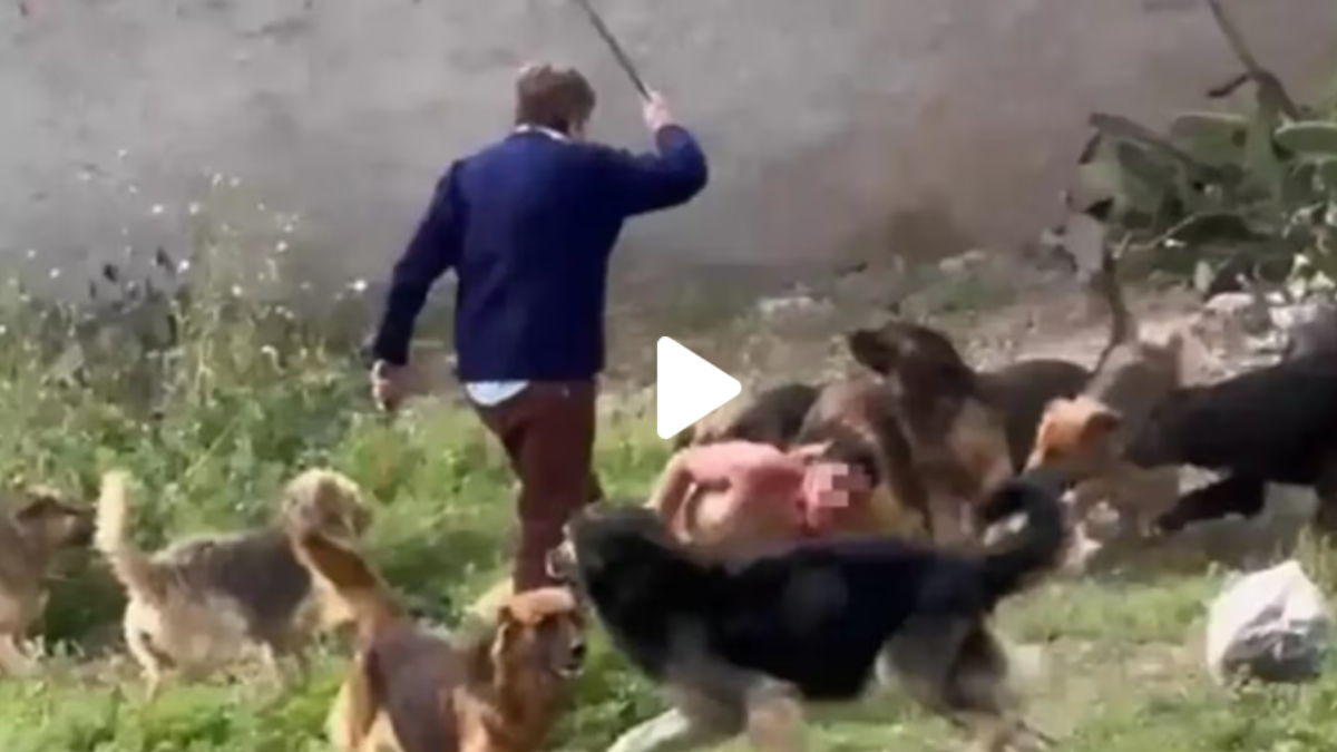 Permanece internado en estado crítico. Contradicciones entre su madre y la dueña de los animales. Fue en Tucumán.