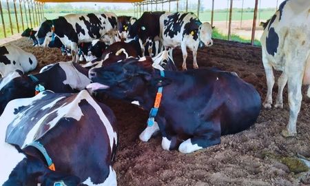 lecheria de precision: sensores que ayudan a reducir el impacto del calor en el tambo lecheria de precision: sensores que ayudan a reducir el impacto del calor en el tambo