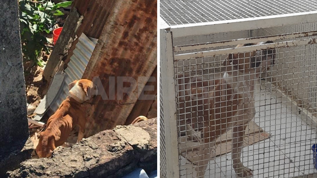 Rescataron cuatro perros en condiciones deplorables en barrio Los Hornos.