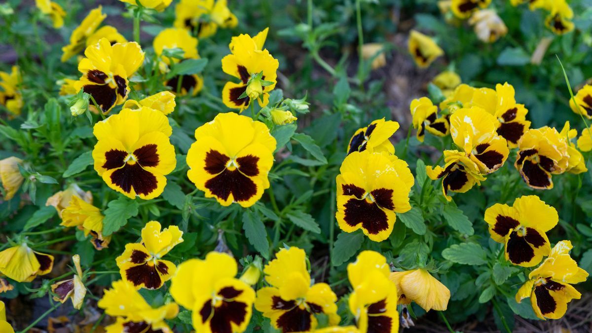 Las 3 plantas para plantar en febrero.