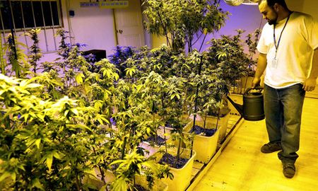 Cuatro proyectos de ley vinculados al uso de marihuana tienen estado parlamentario en el Congreso de la Nación y esperan ser debatidos, tratados y aprobados en el período legislativo del año que viene. Cuatro proyectos de ley vinculados al uso de marihuana tienen estado parlamentario en el Congreso de la Nación y esperan ser debatidos, tratados y aprobados en el período legislativo del año que viene.