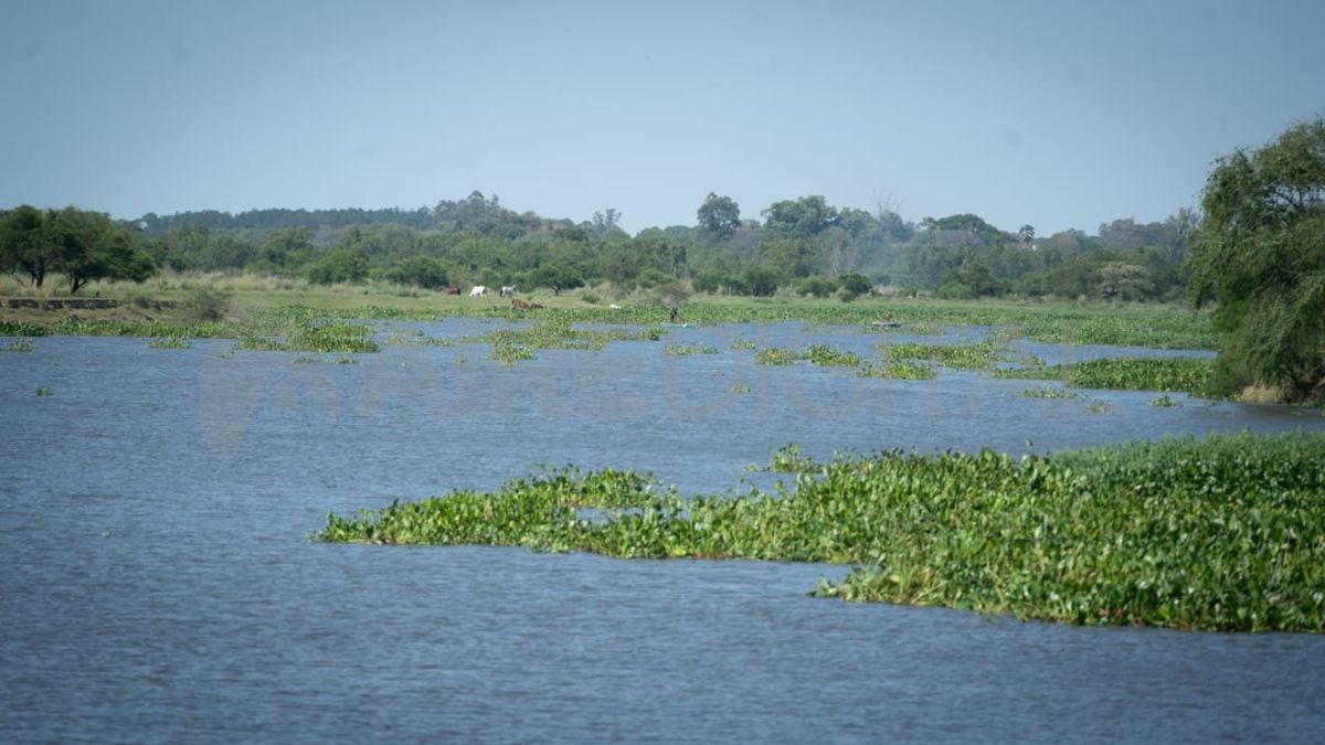 Así se ve el río Paraná a la altura de la ciudad de San Javier. Así se ve el río Paraná a la altura de la ciudad de San Javier.