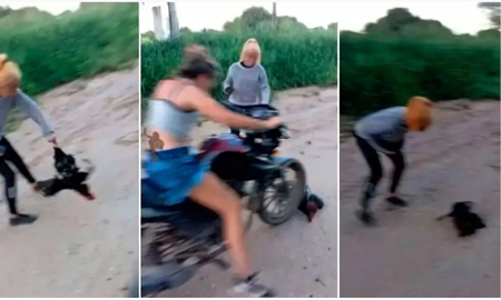 Roban animales, los matan y luego difunden los videos. Roban animales, los matan y luego difunden los videos.
