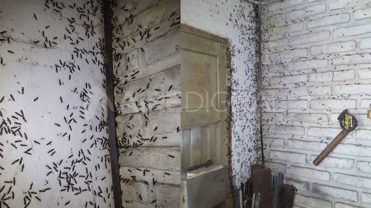 Las hormigas voladoras invaden Santa Fe y la región