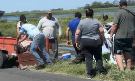 Los atracadores se llevaron a los animales en carros de arrastre enganchados o trailers Los atracadores se llevaron a los animales en carros de arrastre enganchados o trailers