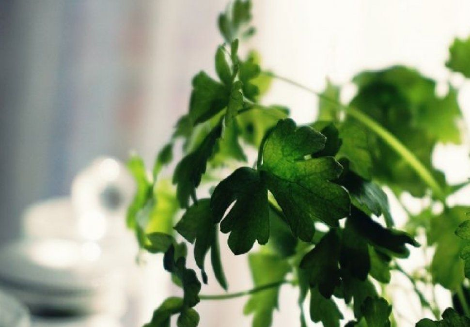 El cilantro te ayuda a combatir las primeras señales de envejecimiento.