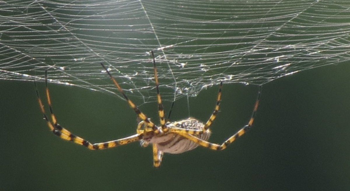 El escalofriante significado de soñar con arañas