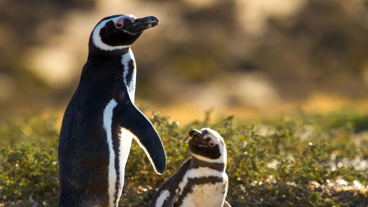 La temporada de verano en Punta Tombo es clave para los pingüinos de Magallanes, ya que deben completar el cambio de plumaje de sus pichones antes de iniciar la migración hacia el norte en el mes de abril. La temporada de verano en Punta Tombo es clave para los pingüinos de Magallanes, ya que deben completar el cambio de plumaje de sus pichones antes de iniciar la migración hacia el norte en el mes de abril.