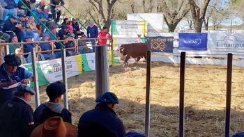 remate raza carne en emilia: la lehmann cierra el 2025 con toros y vientres braford de alto nivel