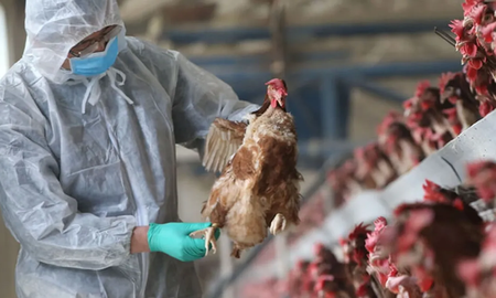 Se detectó influenza aviar en aves domésticas de Maipú, provincia de Chaco. Se detectó influenza aviar en aves domésticas de Maipú, provincia de Chaco.