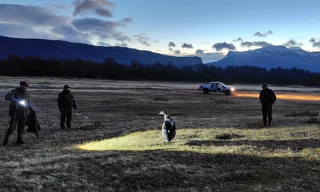 El ave se hallaba en una zona descampada, sin posibilidades de volar. Ahora se prepara para una pronta reinserción a su hábitat natural. El ave se hallaba en una zona descampada, sin posibilidades de volar. Ahora se prepara para una pronta reinserción a su hábitat natural.