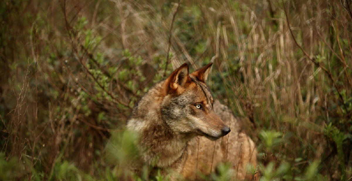 Vivió 3 años con una perra de mascota pero era un depredador salvaje