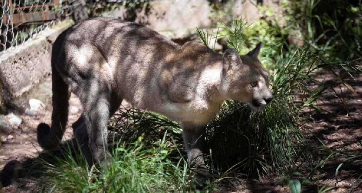 Mutiló a un puma y tendrá una deuda económica "de por vida"