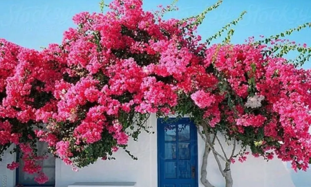 Las flores de la Santa Rita. Las flores de la Santa Rita.