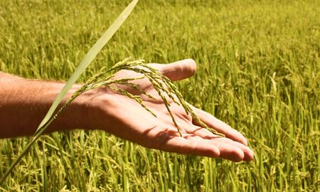 El arroz, en rojo por precios en baja. El arroz, en rojo por precios en baja.